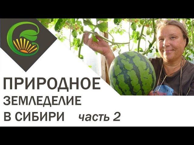 Природное земледелие в Сибири  Часть 2