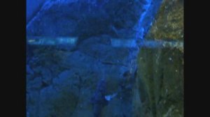 Chain Catsharks (Scyliorhinus retifer)