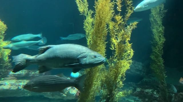 Giant Sea Bass смотреть онлайн