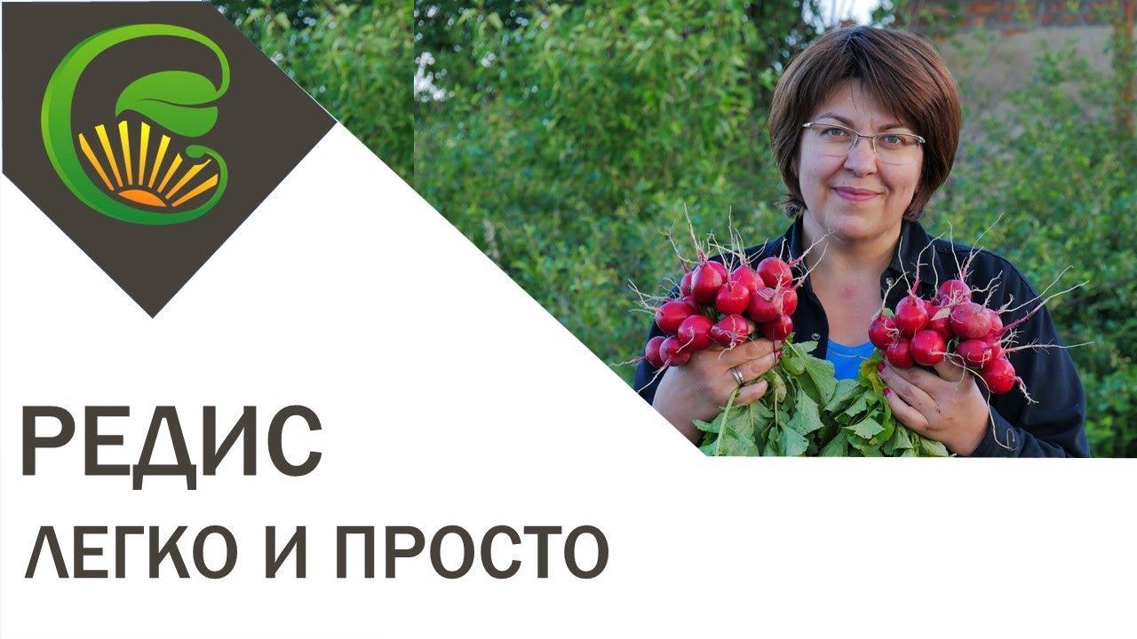 Редис легко и просто смотреть онлайн