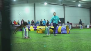 Аджилити. Кубок Москвы 2023