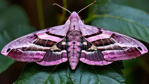 бражники: винный и сосновый.