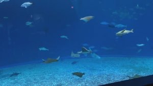 Огромный аквариум с морской живностью в океанариуме Владивостока