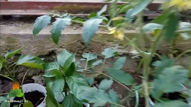 Що росте в моїй теплиці? Огірки. Помідори. Розсада перцю. Розсада капусти. Станом на 25 травня.