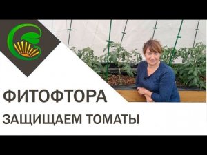 Как уберечь томаты от фитофторы