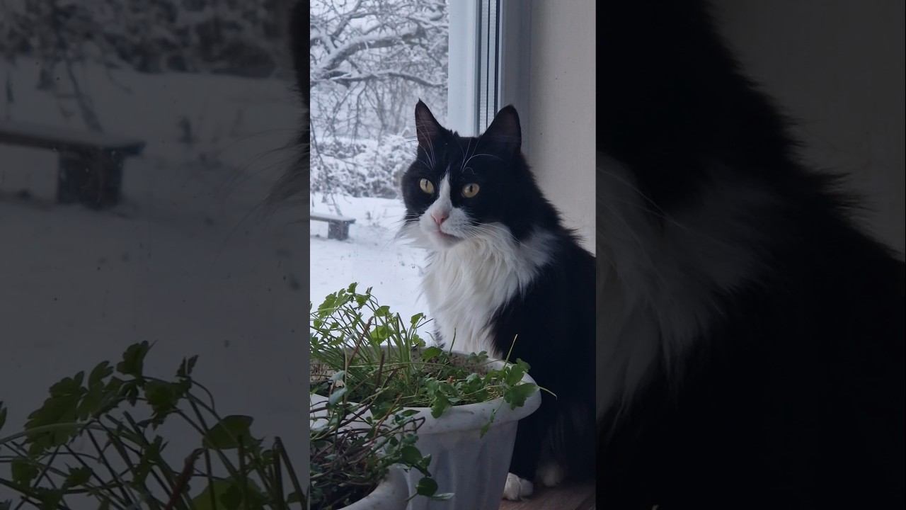 Охота на птичек️⬛ смотреть онлайн