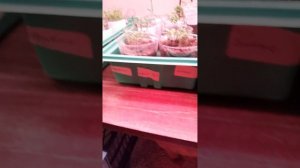 сладкая парочка в помидорах😹🍅🙋♀️