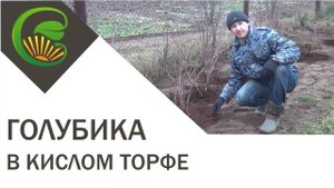 Голубика - добавляем кислый торф
