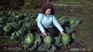 Нужно ли обрывать листья у капусты?