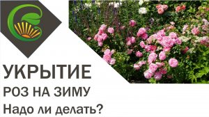 Укрытие роз на зиму - надо ли?