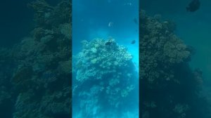 Шарм Эль Шейх путешествие на батискафе