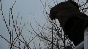 29 01 2017г черенки китайки для отправки в посылке.