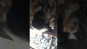 ДУСЯ-СОРОКА ВОЛДС ОФ ТАНКС И КИТАЙСКАЯ СВЕТОДИОДНАЯ СУПЕР ЛАМПА сорока.собирает монеты с телевизора