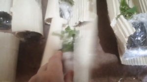 Заказ черенков у Сацуковой Натальи. Мои новинки и разочарования.