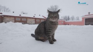 Кот Василий - гроза мышей и защитник «Дома станционного смотрителя»