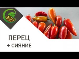 Перец + Сияние