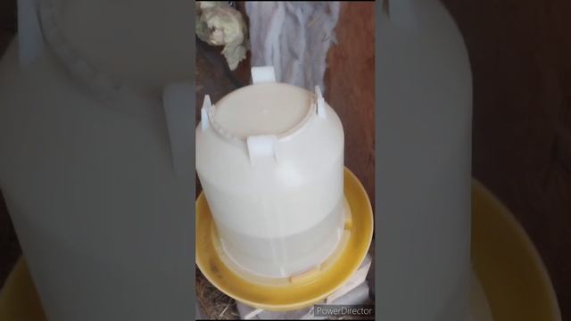 Какие куры вырастают из моих цыплят. смотреть онлайн