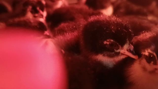 цыплята 2025 смотреть онлайн