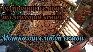 Состояние семьи после исправления. Матка от слабой семьи!