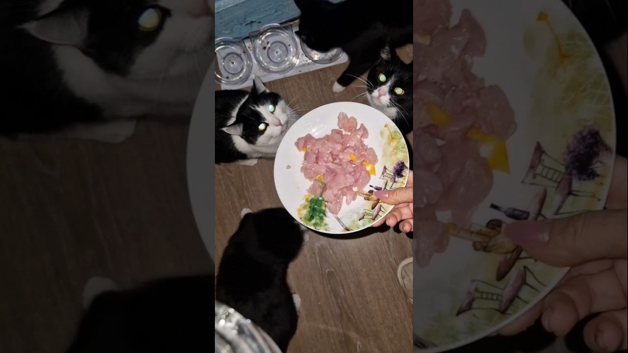 Кормёжка котиков⬛⬛⬛ смотреть онлайн