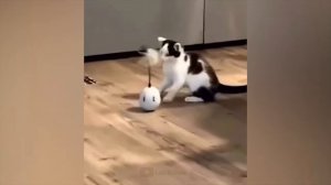 #142 Самые смешные животные. Приколы с котами и собаками