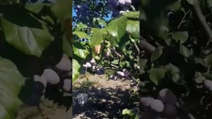Слива сорт Президент