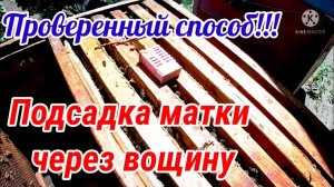 Подсадка матки через вощину. Проверенный способ!
