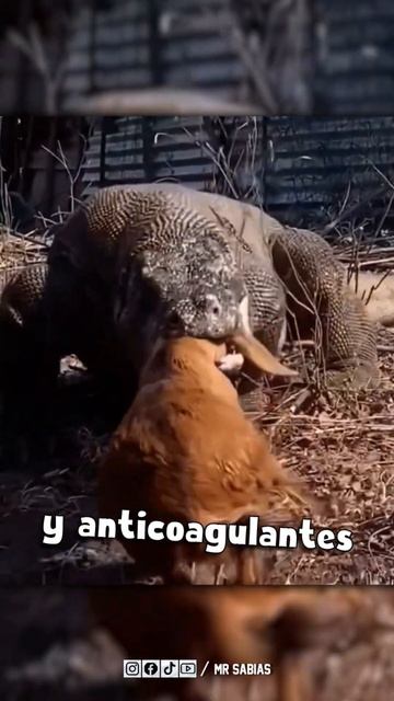 Dragon de Komodo Utilizando Su Veneno #Shorts смотреть онлайн