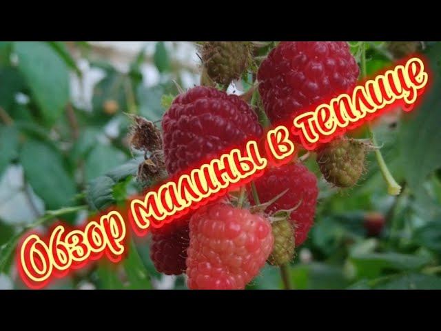 Обзор малины в теплице