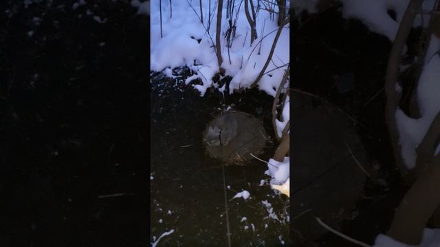 Хитрый котик.