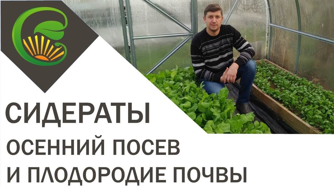 Сидераты и плодородие почвы в теплице