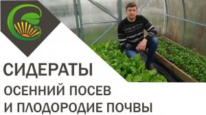 Сидераты и плодородие почвы в теплице