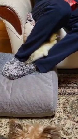 🦆 🐥