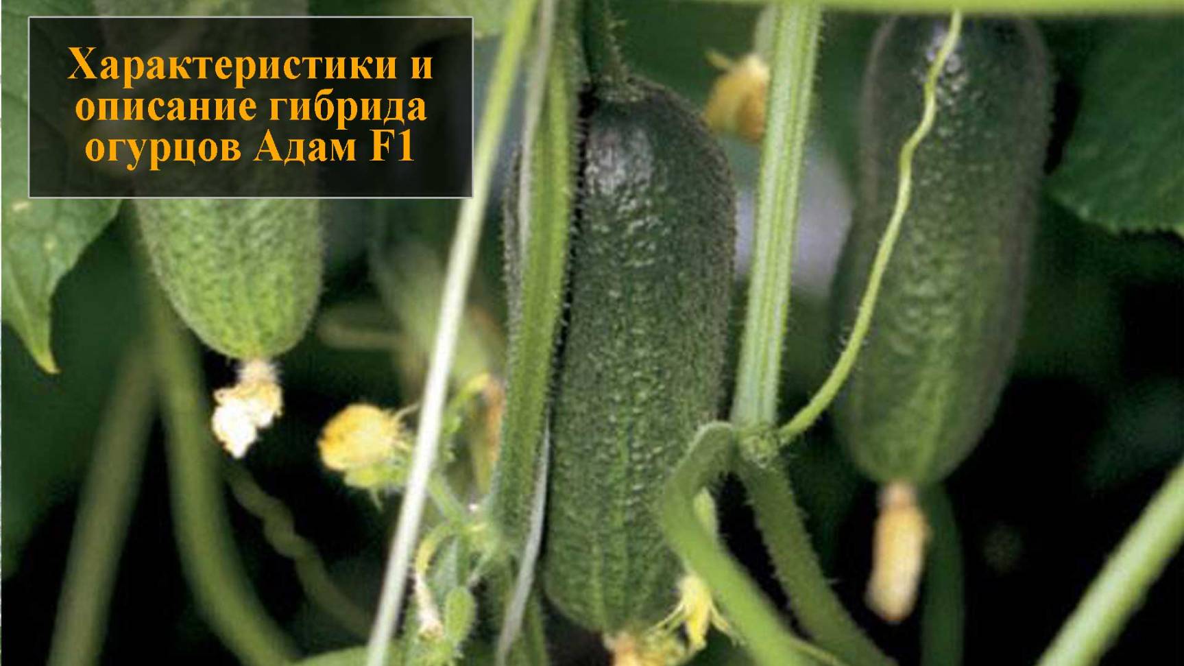 Характеристики и описание гибрида огурцов Адам F1 смотреть онлайн