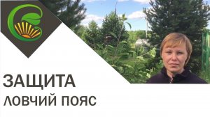 Защита от вредителей - Ловчий пояс