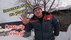 Зимовка пчёл на улице! Осмотр пчёл 25.02.2024 г. Есть первые потери...