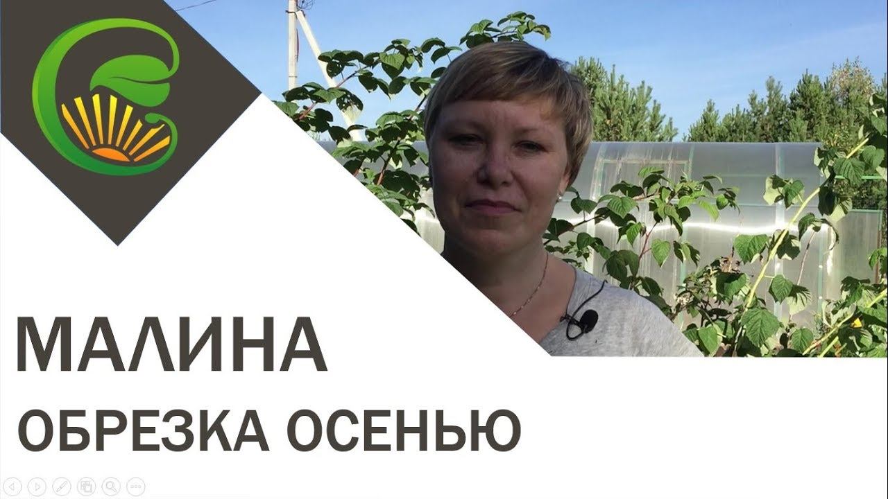 Малина  Обрезка осенью