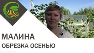 Малина Обрезка осенью