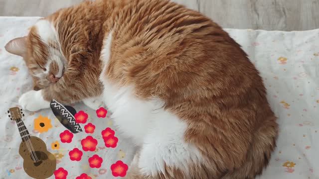 Все проснулись.. а кот Миша спит и видит сны