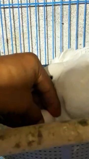 លលកមេដោះ ក្រាបពង😘#shorts #dove #bird #pigeon #animals #wildlife #tekukur #wilddoveb #បក្សីព្រៃជ្រៅ смотреть онлайн