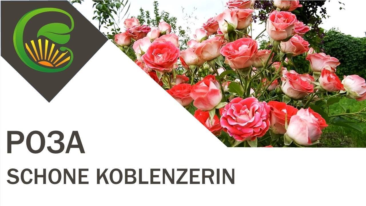 Роза флорибунда Schone Koblenzerin