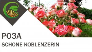Роза флорибунда Schone Koblenzerin