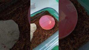 Rhytidoponera metallica. Зелёноголовый муравей.Муравей Металлика.20 июля 2022 г.