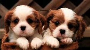 Я тебя поставлю лайк лайк лайк