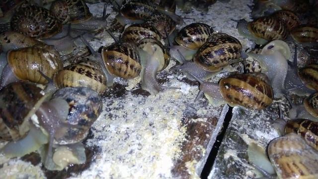 Helix aspersa muller - равликова ферма (вечірня годівля) смотреть онлайн