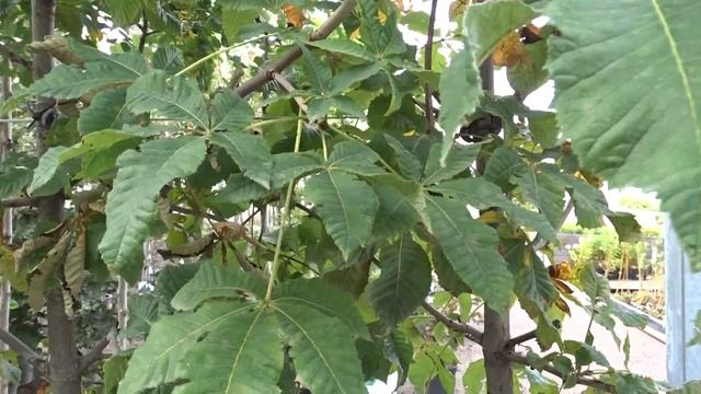 Aesculus × carnea var. Briotii (jírovec pleťový) смотреть онлайн