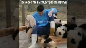 Примерно так выглядит работа мечты)