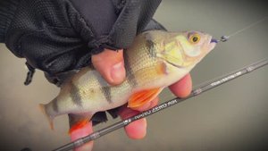 Раздача окуня. Микроджиг. Мормышинг