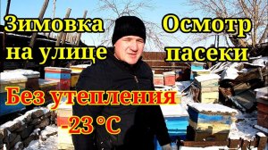 Зимовка на улице без утепления. Осмотр пасеки. Есть проблемы  Стационарная пасека