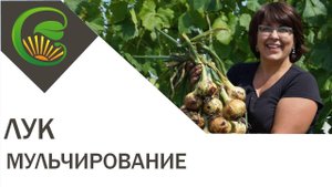 Зачем мульчировать лук